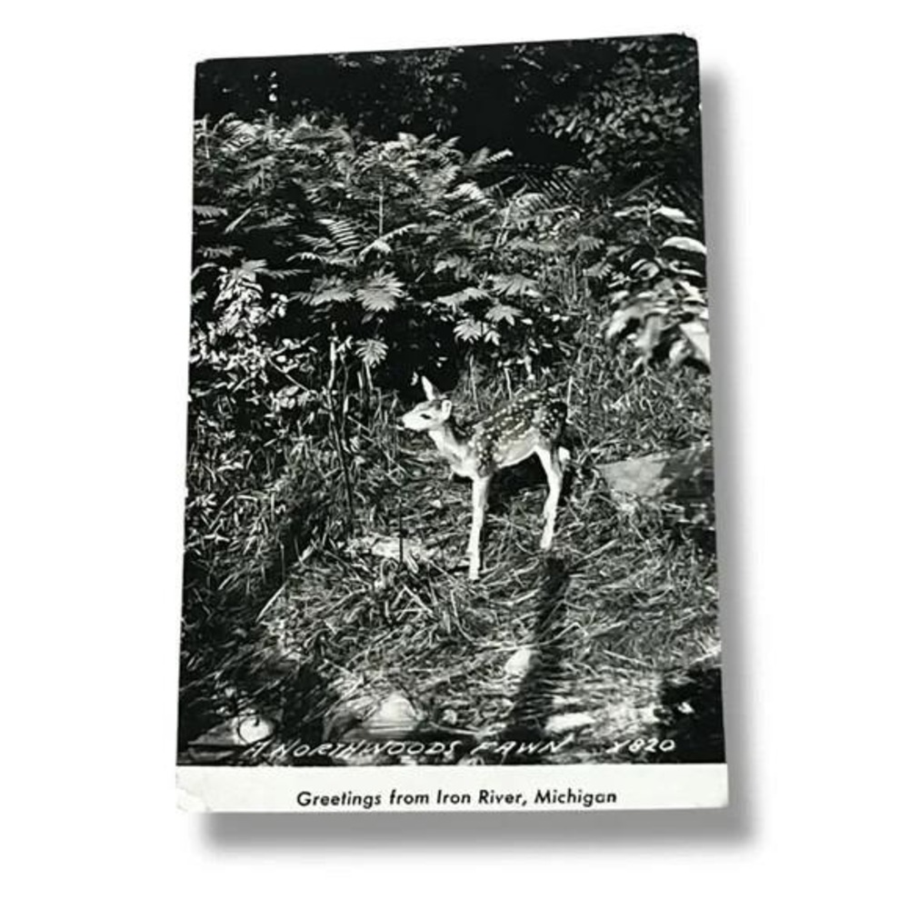 Postcard RPPC A Northwoods Fawn Greetings From Iron River Michigan c1948 C308